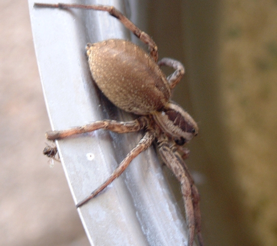 Hogna radiata